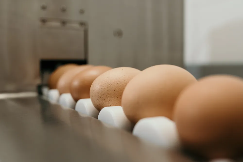 Eier werden tagfrisch aufgeschlagen