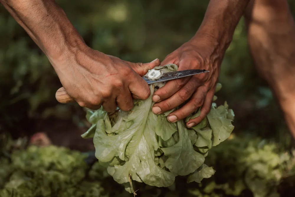 Frische Salaternte aus regionalem Anbau